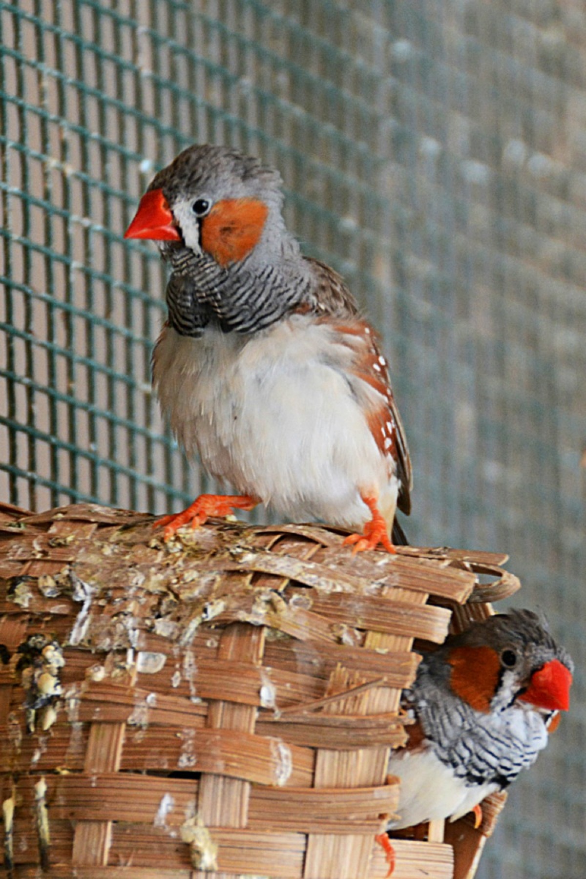 egg bound society finch