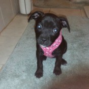 What Breed Is My Dog?