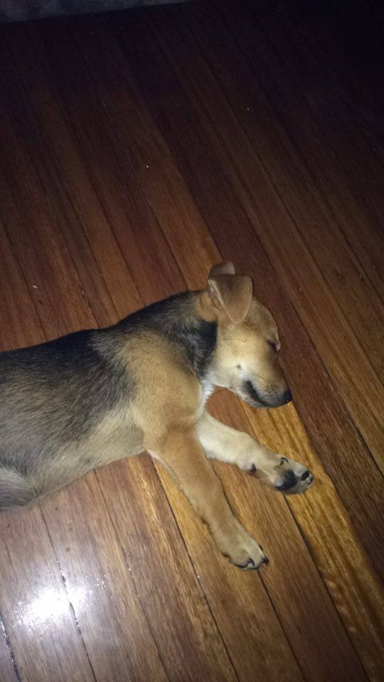 What Breed Is My Puppy? ThriftyFun