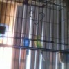 two budgies in a cage