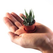 tiny succulent