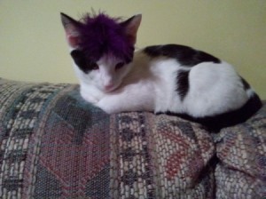 kitten on back of couch