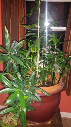 bamboo style house plant