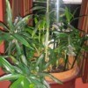 bamboo style house plant