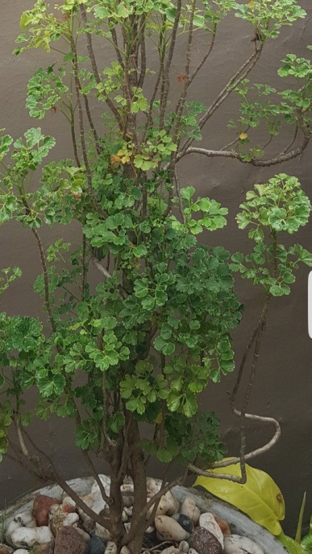 What Are These Garden Plants?