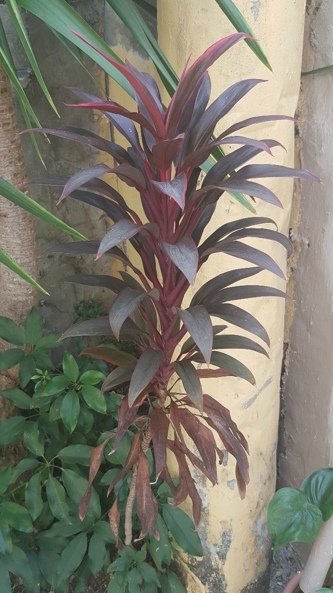 What Are These Garden Plants? | ThriftyFun