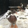 Runner Ducks in the Snow