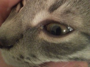 closeup of kitten's eyes