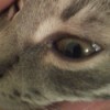 closeup of kitten's eyes