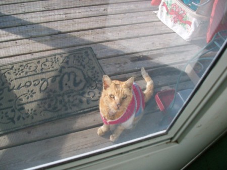 Lazarus (Orange Tabby Cat)