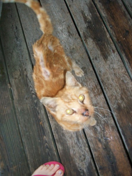 Lazarus (Orange Tabby Cat)