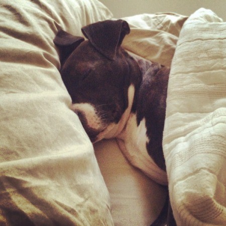 Betty (Pit/Boxer Cross)