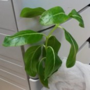 What Is This Houseplant?