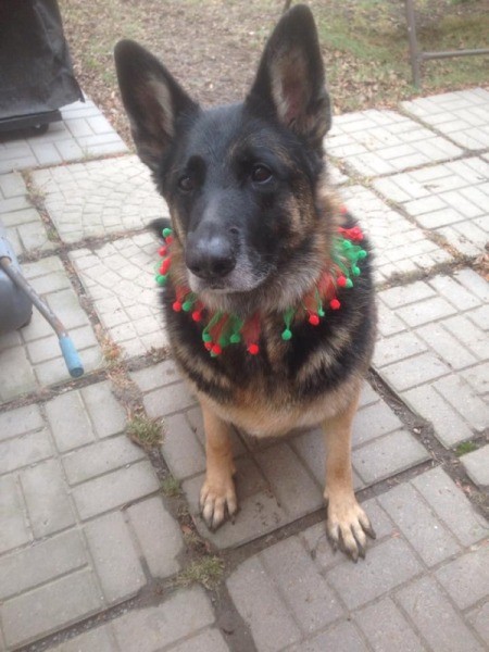 dog wearing red and green Christmas collar