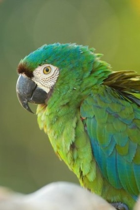 blue and green parrot