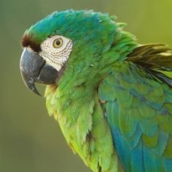 blue and green parrot