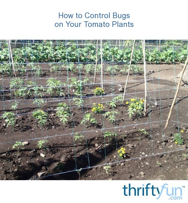 Marigolds to Control Bugs on Your Tomato Plants ThriftyFun