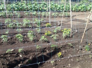 Tomato Plants planted with Marigolds
