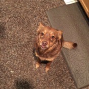 reddish dog on carpet runner
