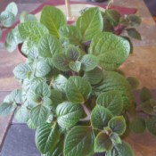 What Is This Houseplant?