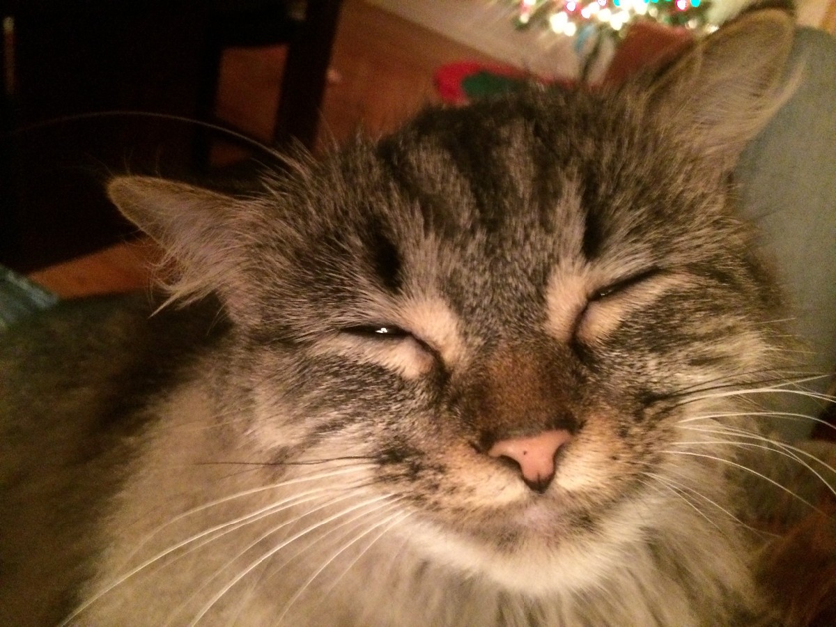 Smokey (Cat) | ThriftyFun