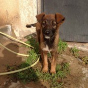 brown dog with dark muzzle