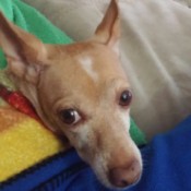 closeup of dog's face