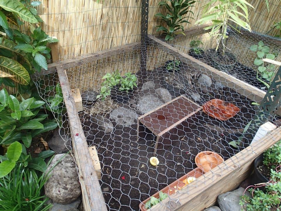 Building a Turtle Home in Your Garden ThriftyFun
