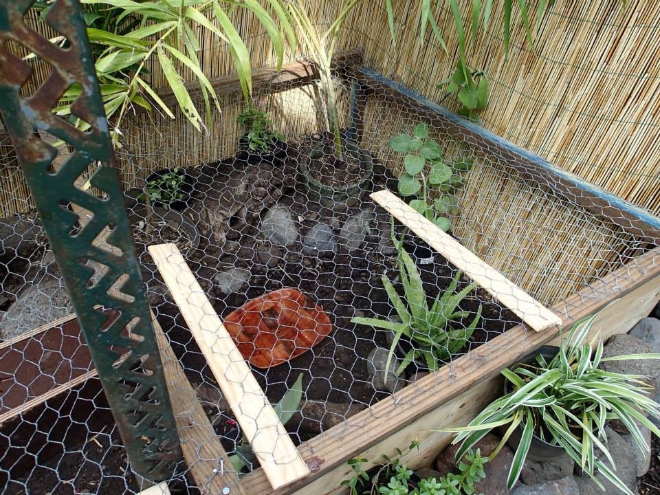 Building a Turtle Home in Your Garden | ThriftyFun