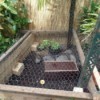 Building a Turtle Home in Your Garden - chicken wire