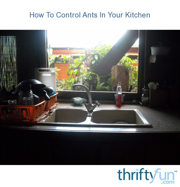 How To Control Ants In Your Kitchen ThriftyFun