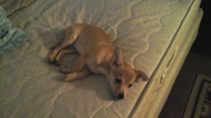 tan dog on bed mattress