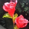 Hard Candy Rose Pops