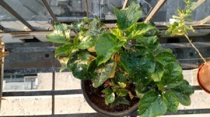 Light Spots on Hibiscus Leaves