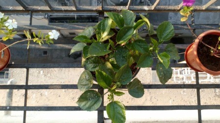 Light Spots on Hibiscus Leaves