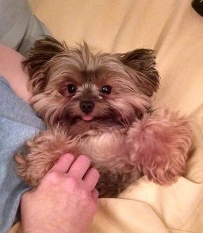 Tinkerbell (Yorkshire Terrier)