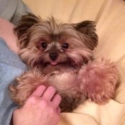 Tinkerbell (Yorkshire Terrier)