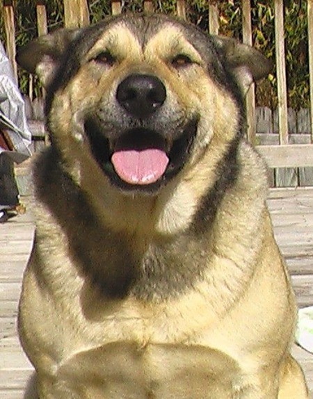 Bo (German Shepherd/Husky)