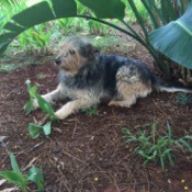 What Breed Is My Dog?