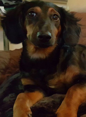 closeup of black and tan long haired dog