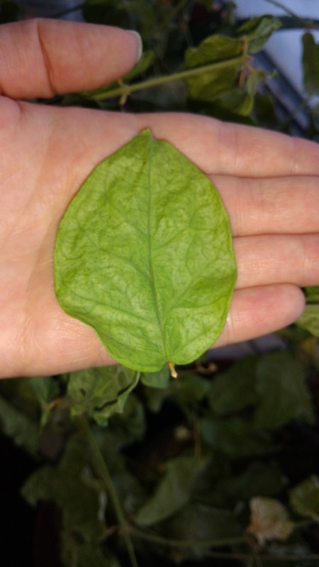 closeup of leaf
