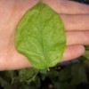 closeup of leaf