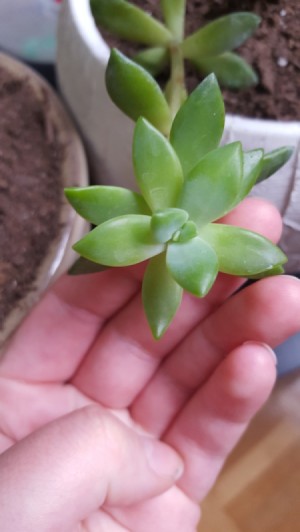 light green succulent looking plant