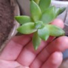 light green succulent looking plant