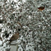 birds in winter butterfly bush