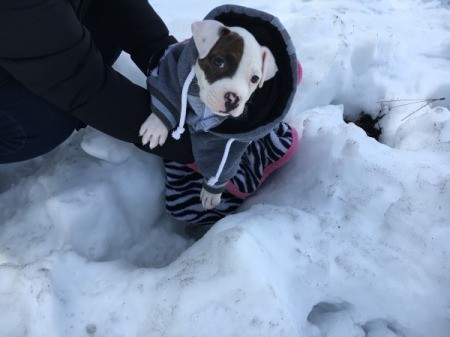 black and white Pit puppy in the snow