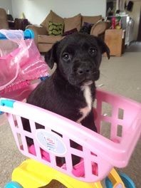 black puppy with white on chest sitting in pink plastic basket
