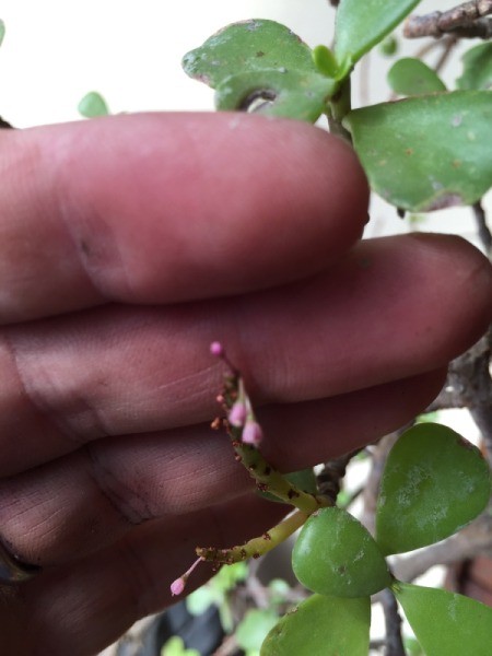 Identifying a Garden Plant