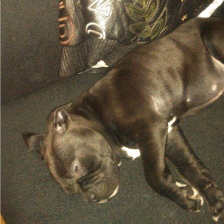 Feeding a 4 Week Old Puppy