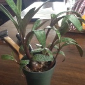 plant with long medium green leaves with darker  green spots